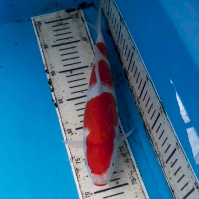 Kohaku 