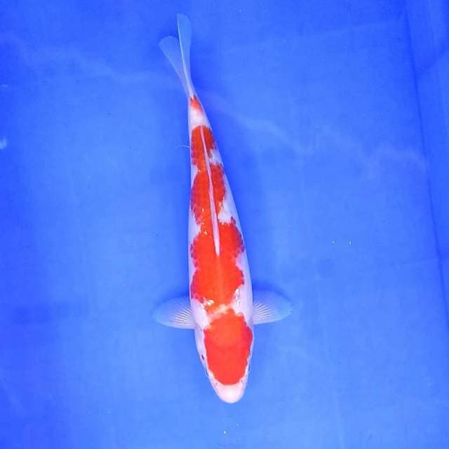 KOHAKU # 30CM