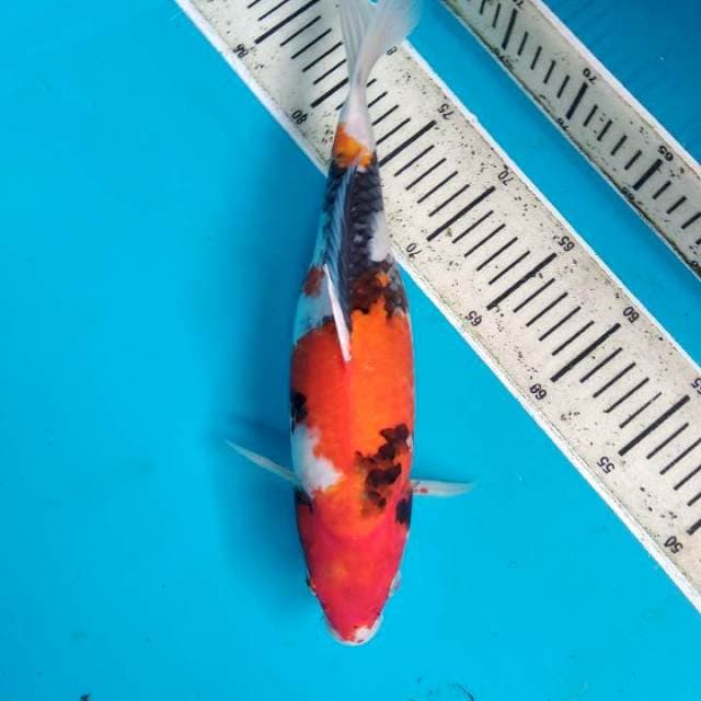 Showa 32cm