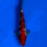 KOHAKU INAZUMA 24CM