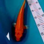 Mukashi 27cm Joss