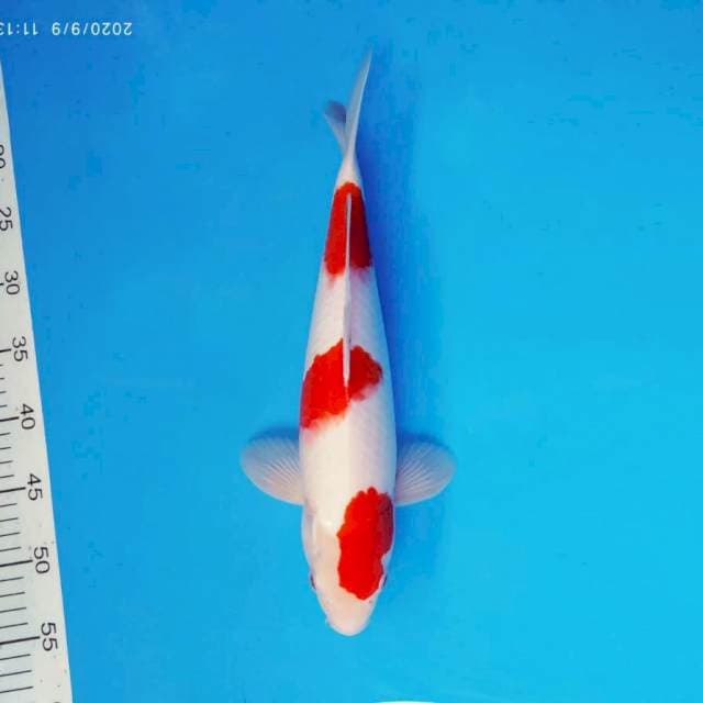 ARISAKA 10 - KOHAKU ®
