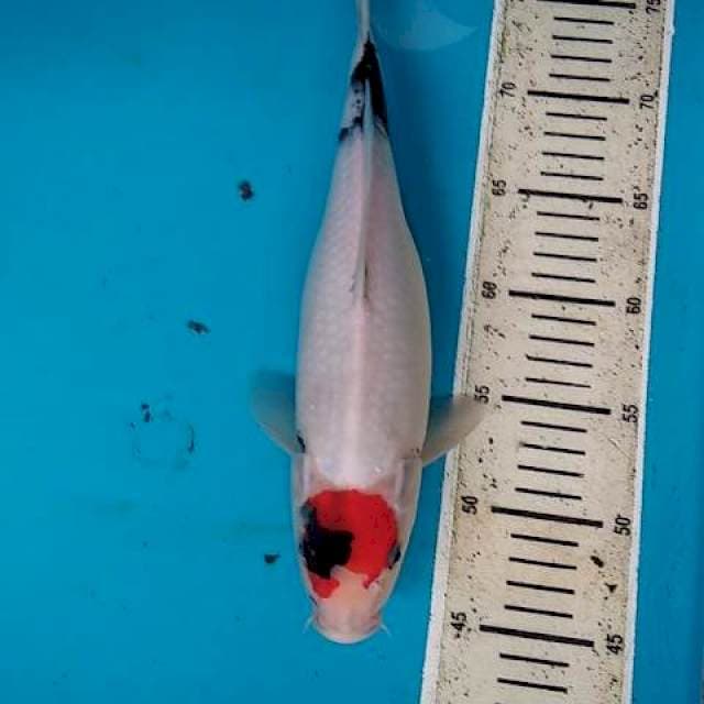 Tancho Showa 32cm