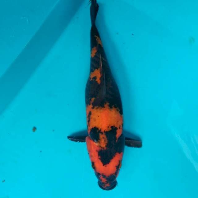 Hi utsuri 31cm