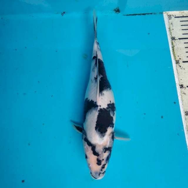 Shiro 29cm