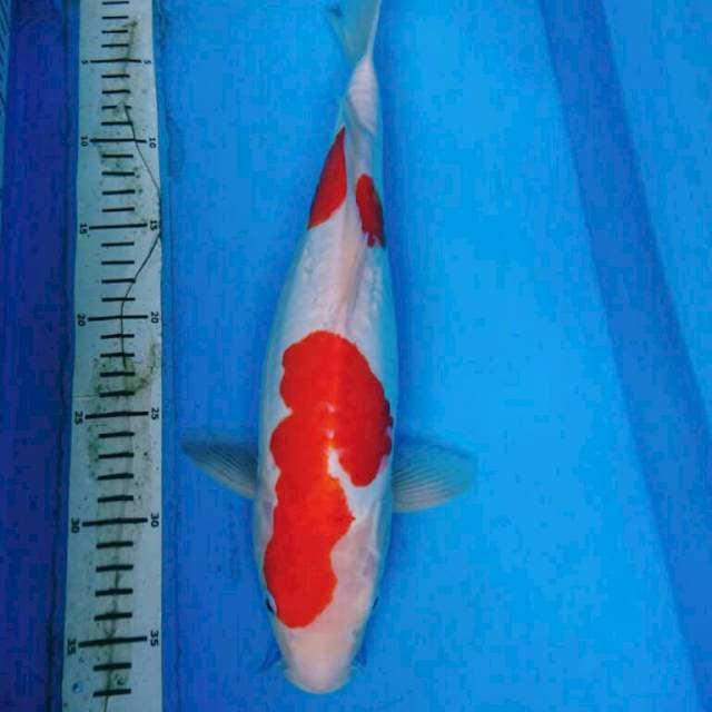 KOHAKU DOITSU JOSS