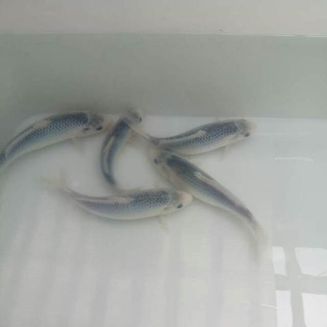 Asagi ring bagus (5 ekor)