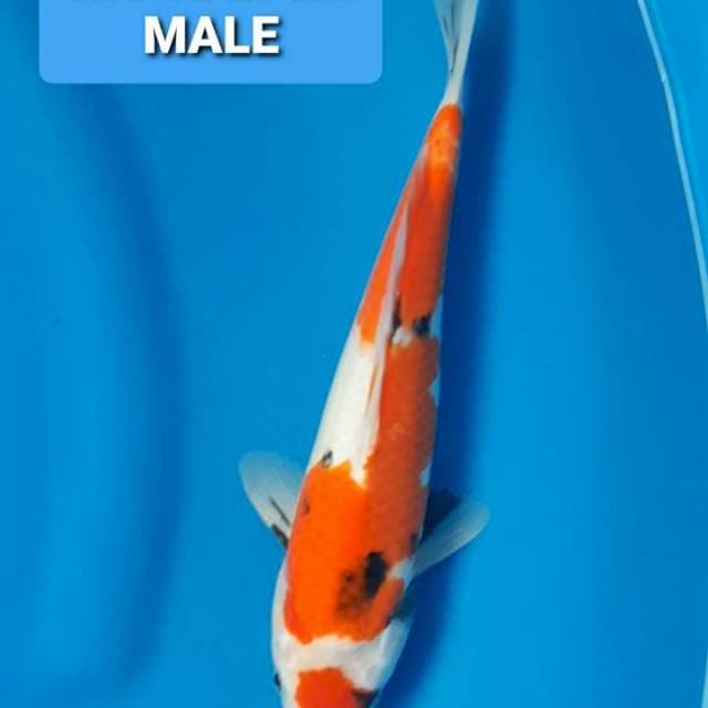 Showa Maruten Ori 29