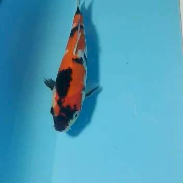 Showa 19cm