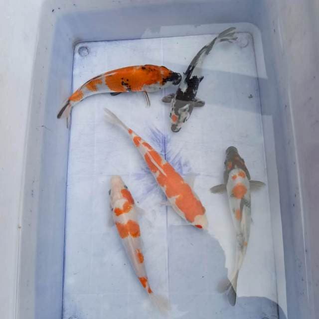 Mix 18-22cm