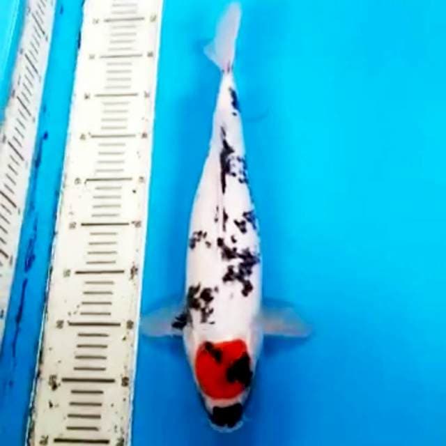 Tancho Showa 45cm