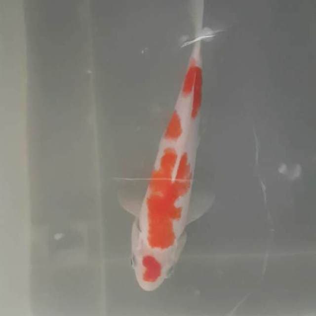 KOHAKU kecil2 cabe rawit