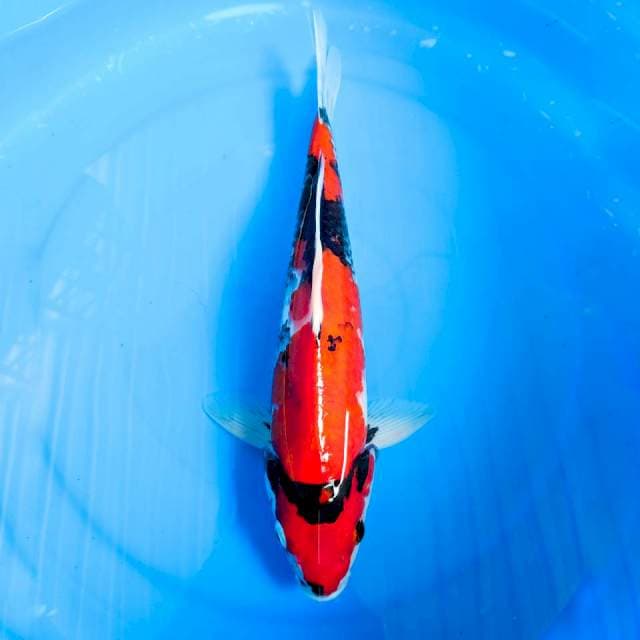 SHOWA MOTOGORO, MALE 37CM