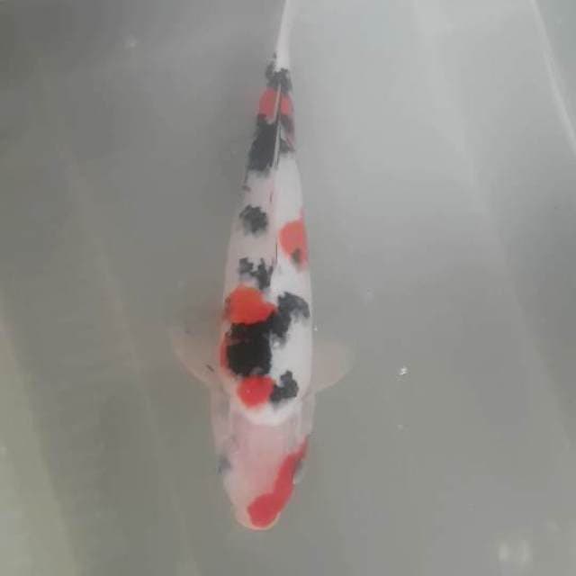SANKE MARUTEN KUCIBENI MERAH