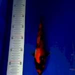 Showa 25cm