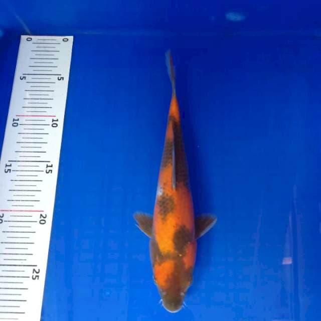 Showa 25cm