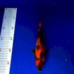 Showa 25cm