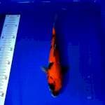 Showa 27cm