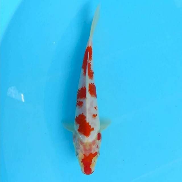 Kohaku kanoko 