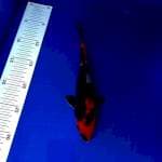 Showa 24cm