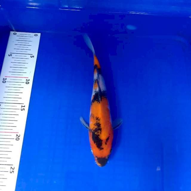 Showa 24cm
