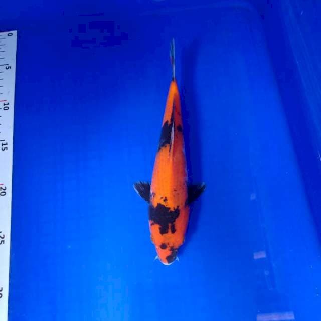 Showa 22cm