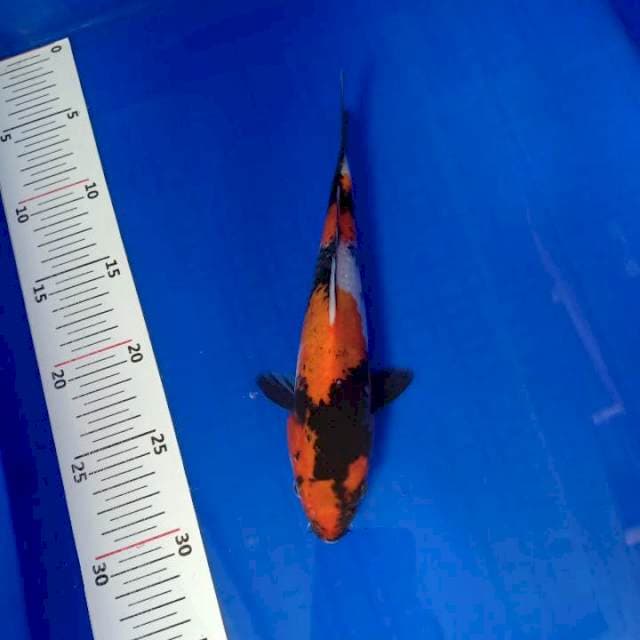 Showa 22cm
