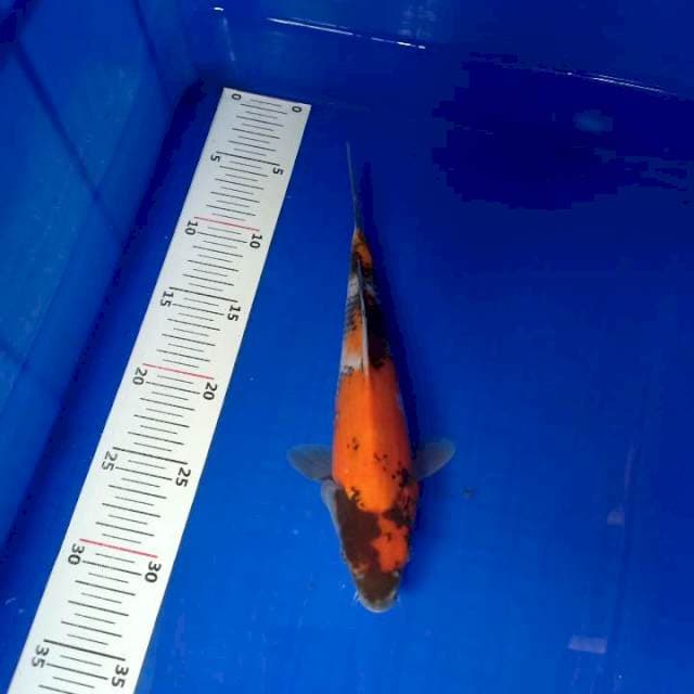 Showa 25cm