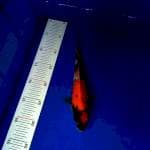 Showa 25cm
