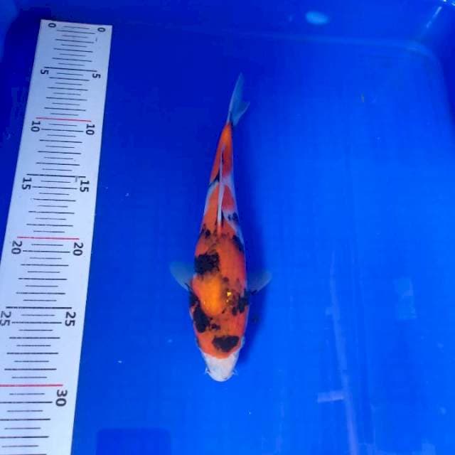 Showa 22cm