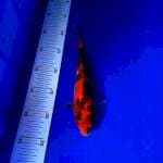 Showa 23cm
