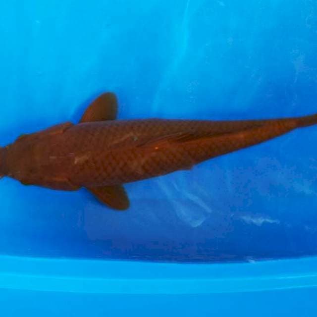 tebaga 38