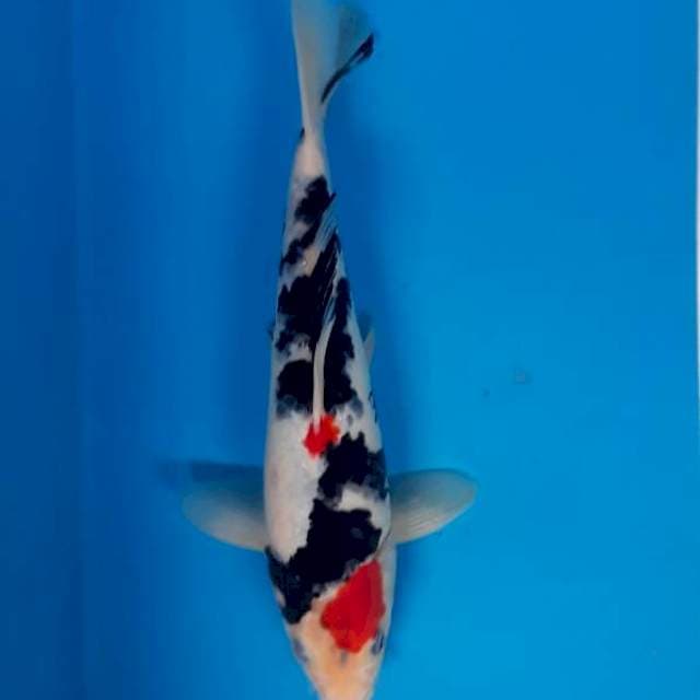 Tancho Sanke 23cm