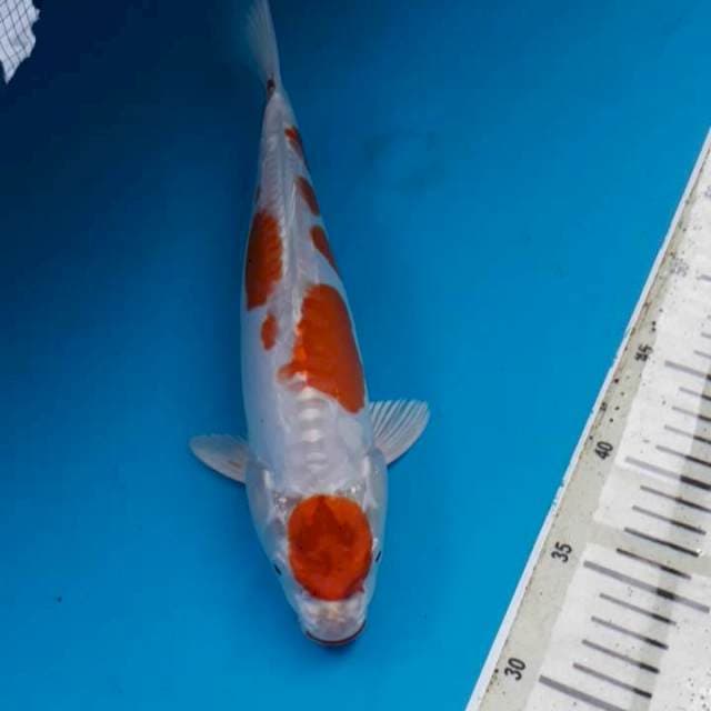 Kikushui 33 cm