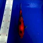 Showa 25cm