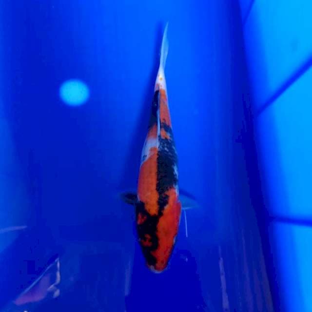 Showa 22cm