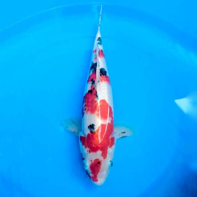 SANKE MERAH STRONG 38CM