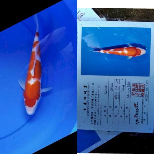 Kohaku serty matsue