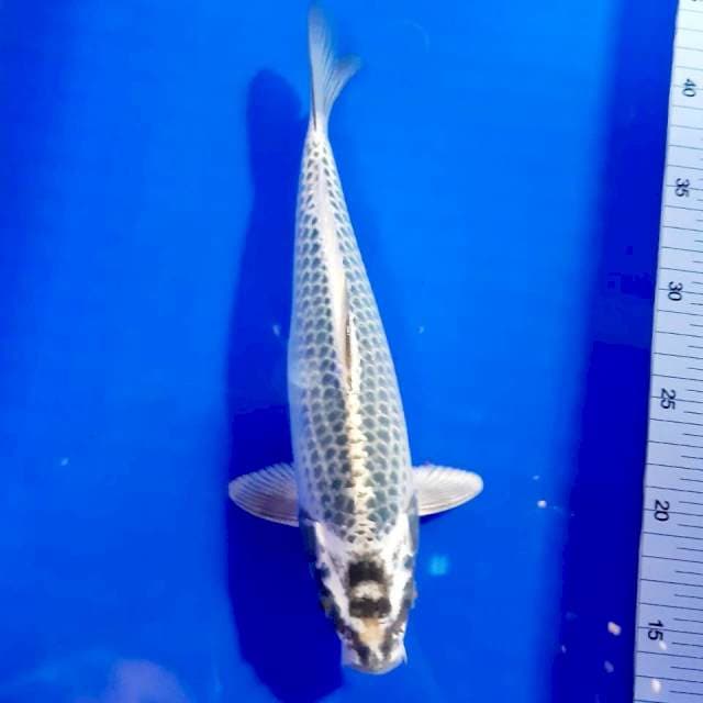 Mukasi 27cm