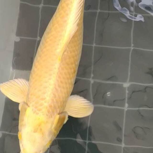 Ogon