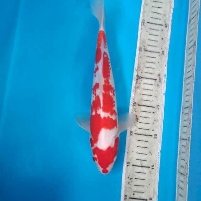 konoko kohaku, Male 30cm