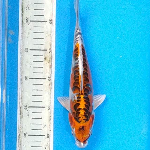 Benikiko 26cm male