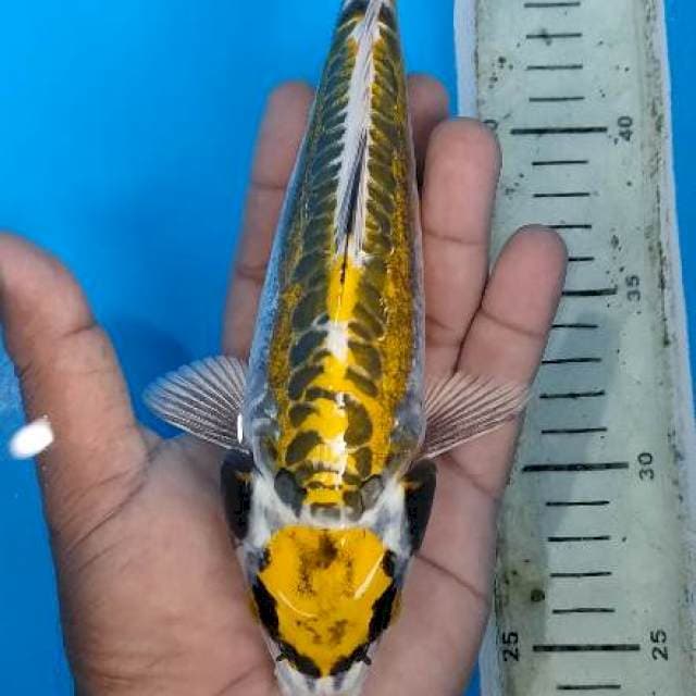Maruten kinkiko24cm fm