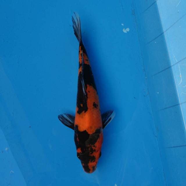 Hi Utsuri