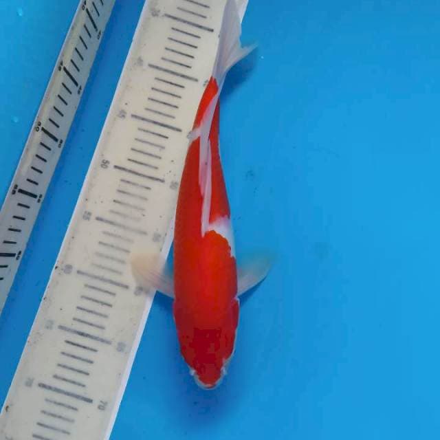 Kumpay Kohaku ~33