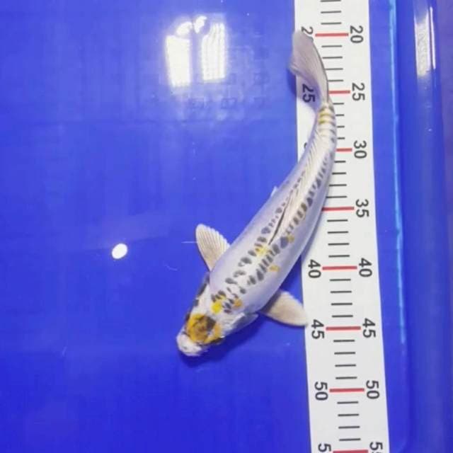Kiko Doit 30cm Sakura mini