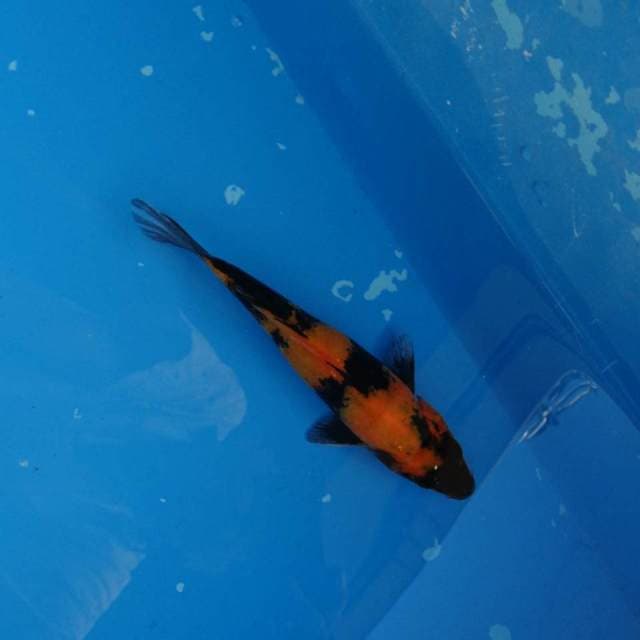 Hi Utsuri
