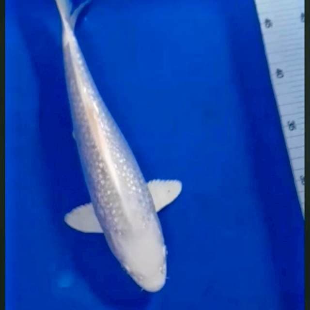 Platinum gindrin 29cm