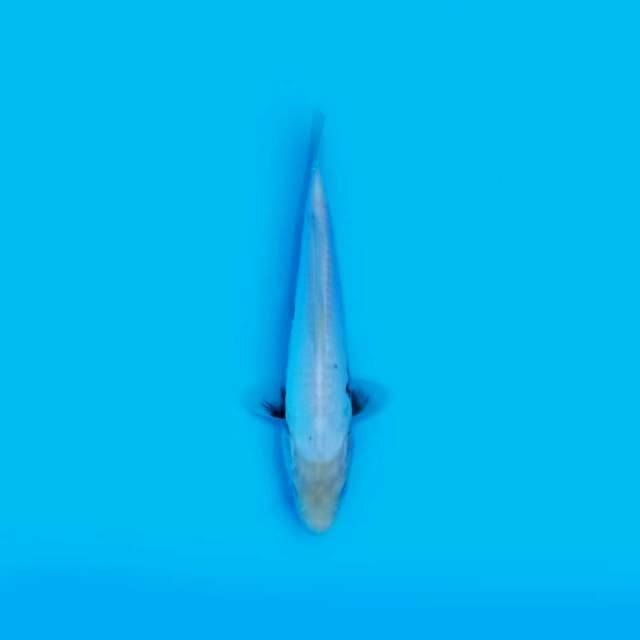 Kumon 22cm