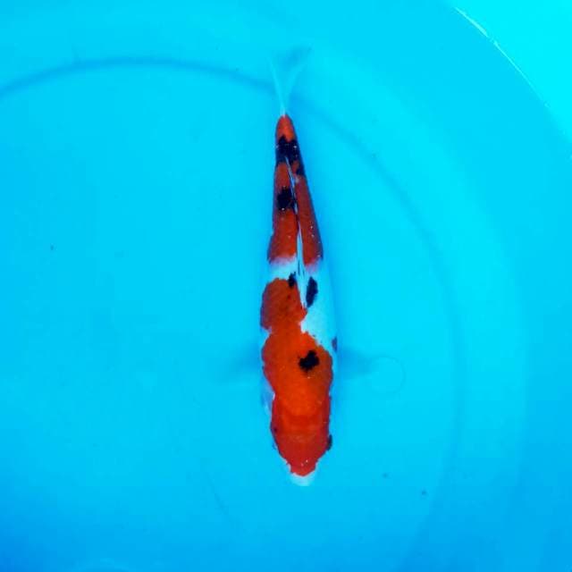 ND SIREDEWE 25CM
